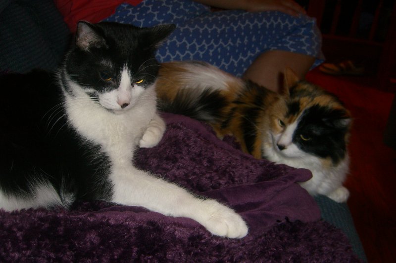 CIMG8466.JPG - Kitties Celebrating Cathie's Birthday