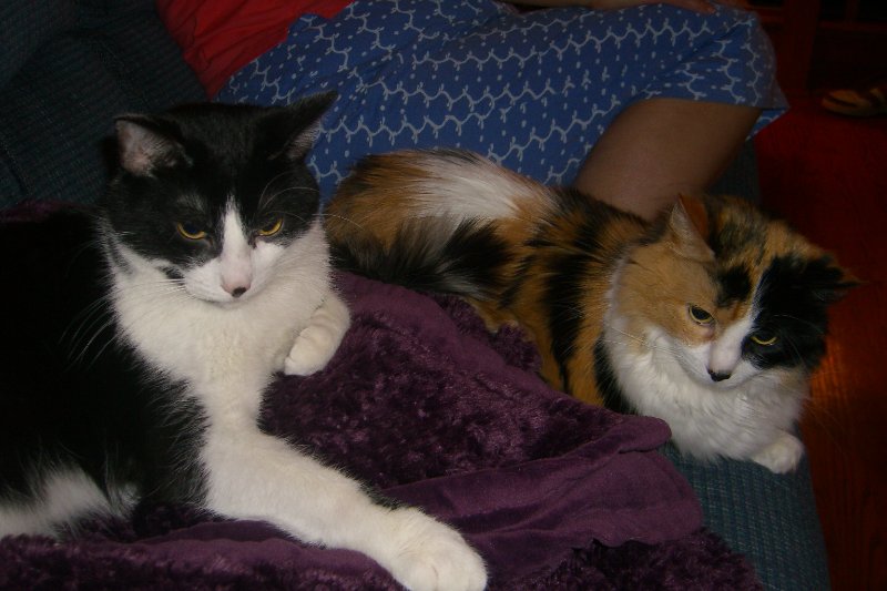 CIMG8467.JPG - Kitties Celebrating Cathie's Birthday