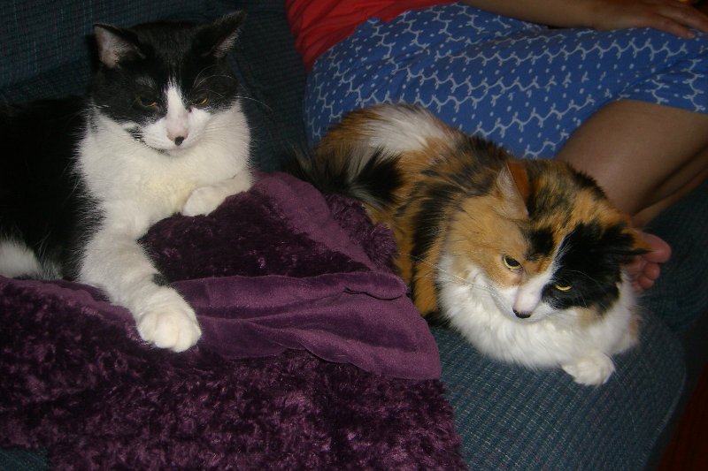 CIMG8468.JPG - Kitties Celebrating Cathie's Birthday