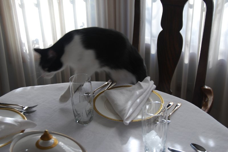 DSC_1570.JPG - Thanksgiving 2008