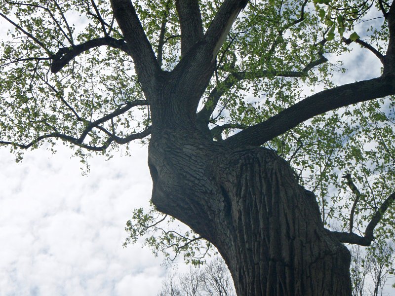 P4020104_edited-1.jpg - The Davie Poplar, in McCorkle Place -- named after the founder of UNC