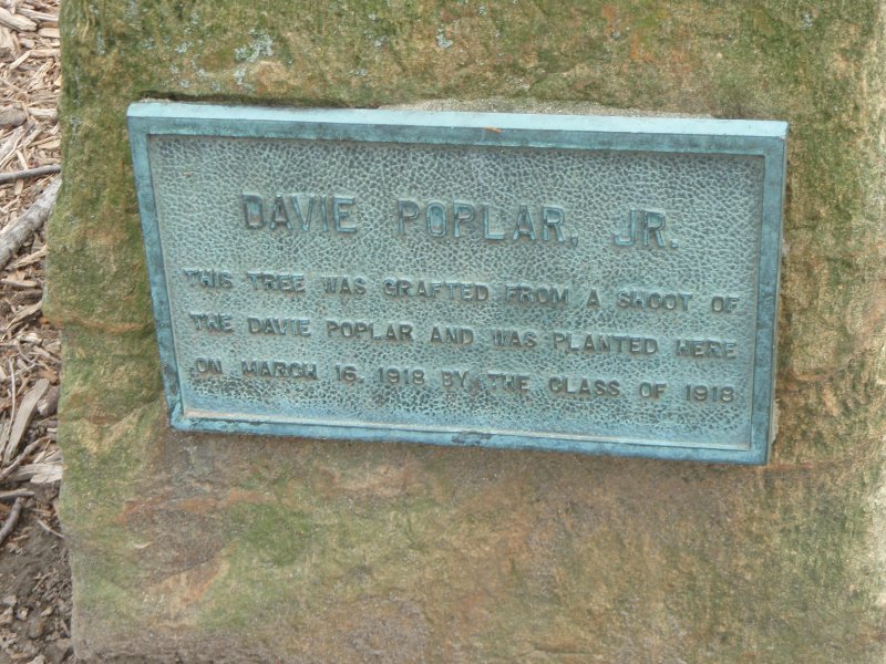 P4020112.JPG - Davie Poplar, JR.  This tree was grafted from a shoot of the Davie Poplar and was planted here on March 16, 1918 by the class of 1918