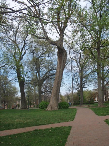 P4020115.JPG - The Davie Poplar, Morehead Planetarium (far right edge)