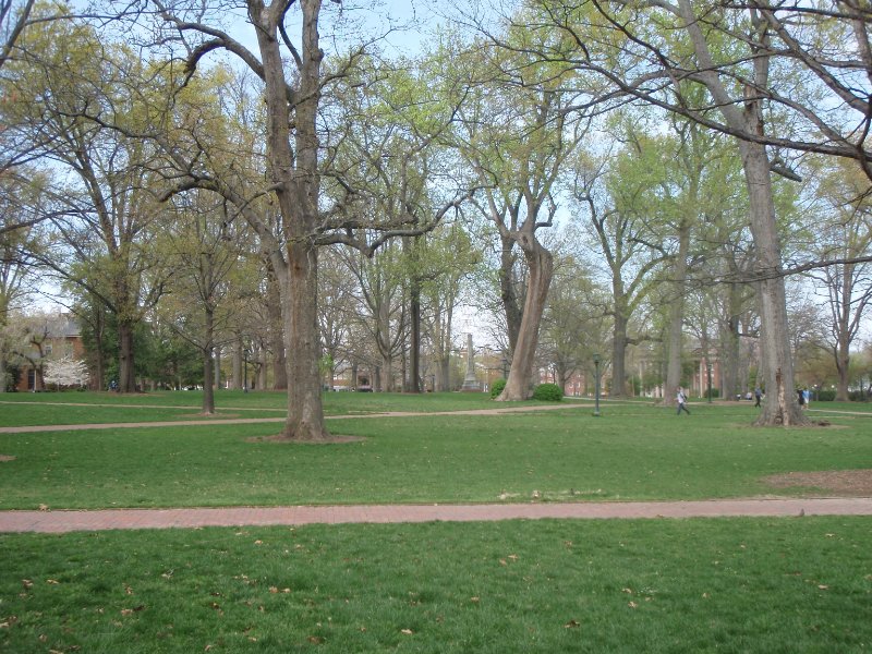 P4020118.JPG - The Davie Poplar, Davie Poplar JR (right) -- McCorkle Place facing North