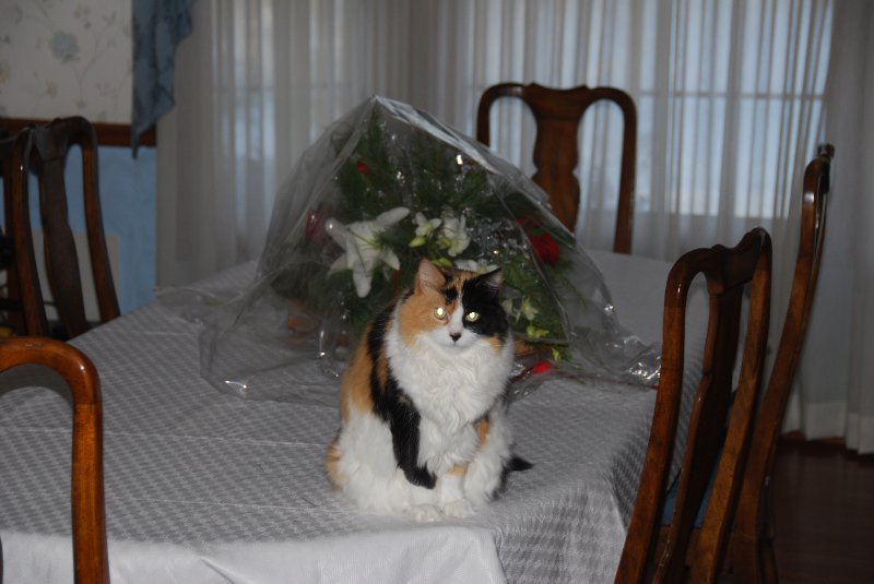 DSC_2099.JPG - Christmas Morning