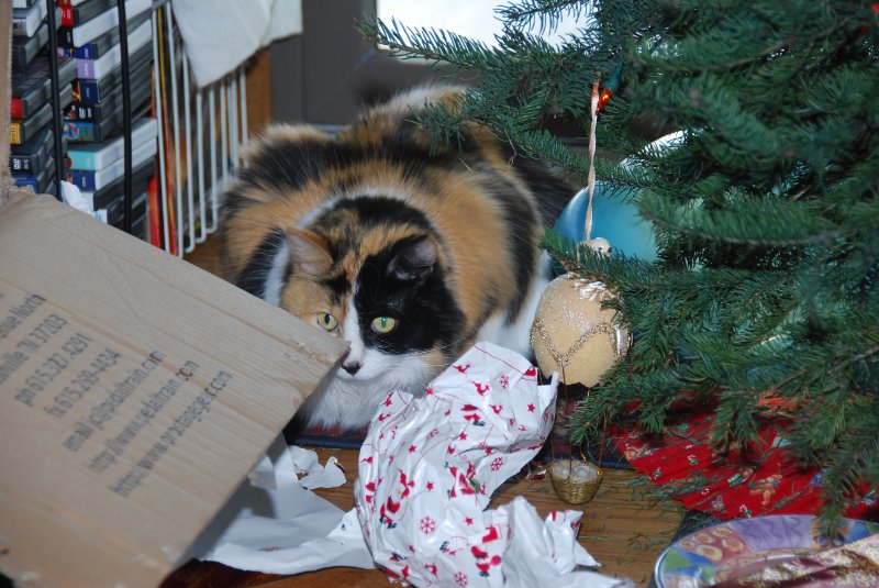 DSC_2118.JPG - Christmas Morning