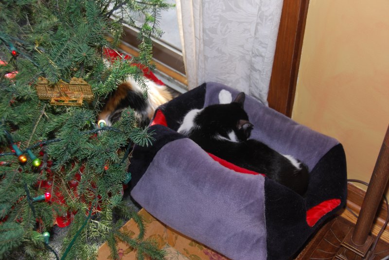 DSC_2128.JPG - Christmas Morning