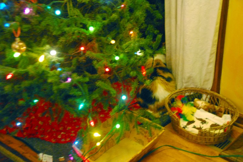 DSC_1901.JPG - JACK KOZIK