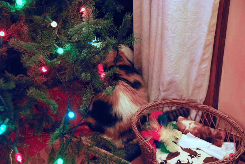 DSC_1902_edited-1.jpg - Decorating the Christmas Tree