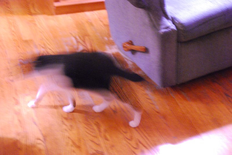 DSC_1912.JPG - Decorating the Christmas Tree