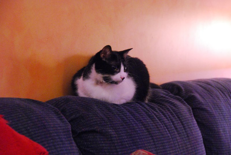 DSC_1920.JPG - Decorating the Christmas Tree