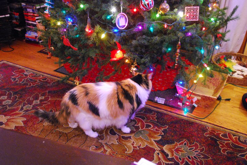 DSC_1923.JPG - Decorating the Christmas Tree