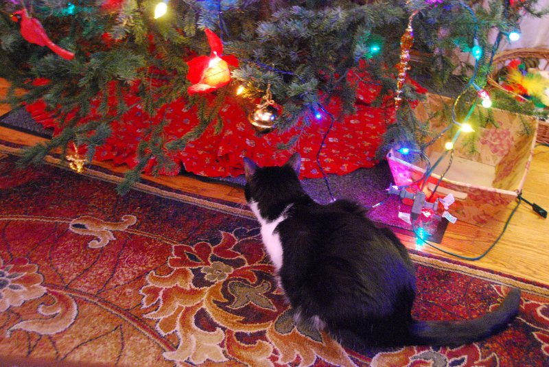 DSC_1924.JPG - Decorating the Christmas Tree