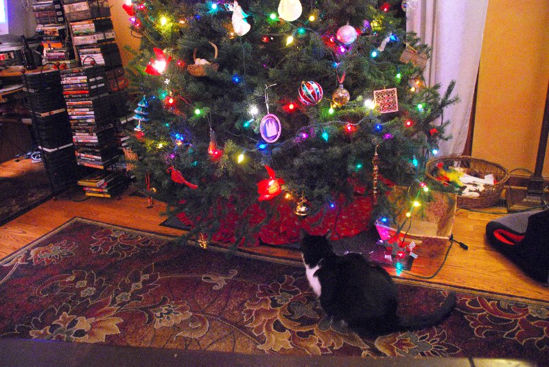 DSC_1925_edited-1.jpg - Decorating the Christmas Tree