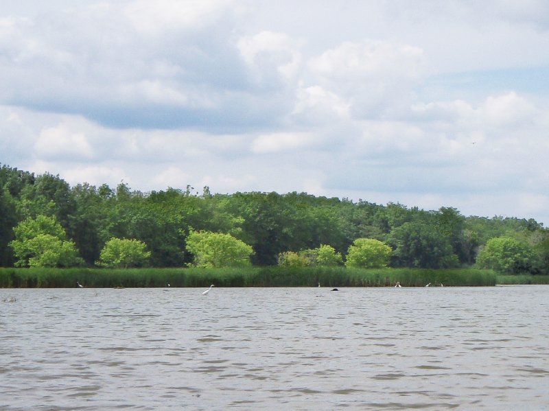 BusseWoodsKayak070309-7030127.jpg - Kayak Busse Lake - Shallow area with lots of Great Egrets