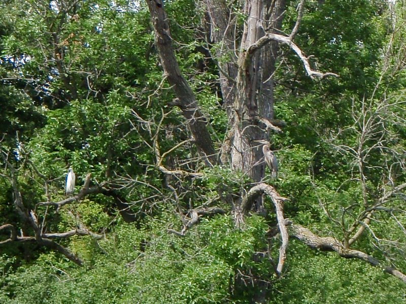 BusseWoodsKayak070309-7030143.jpg - Egret and Great Blue Heron