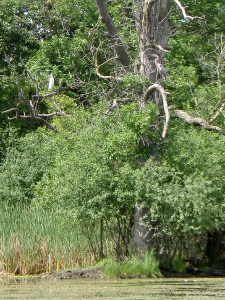 BusseWoodsKayak070309-7030144.jpg - Egret and Great Blue Heron