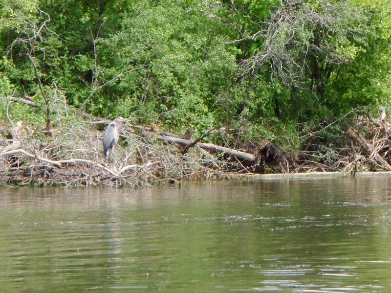 BusseWoodsKayak070309-7030149.jpg - Kayak Busse Lake