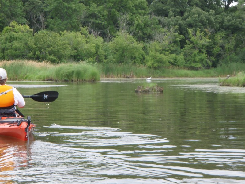 BusseWoodsKayak071809-7180005.jpg - Egret