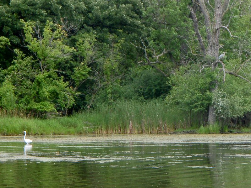 BusseWoodsKayak071809-7180008.jpg - Egret and Great Blue Heron