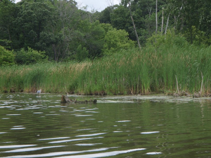 BusseWoodsKayak071809-7180009.jpg - Great Blue Heron