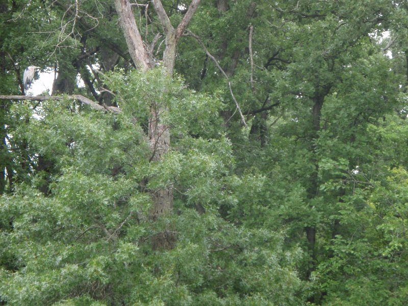 BusseWoodsKayak071809-7180013.jpg - Great Blue Heron up in a tree