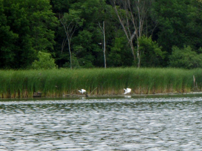 BusseWoodsKayak071809-7180023.jpg - Egrets