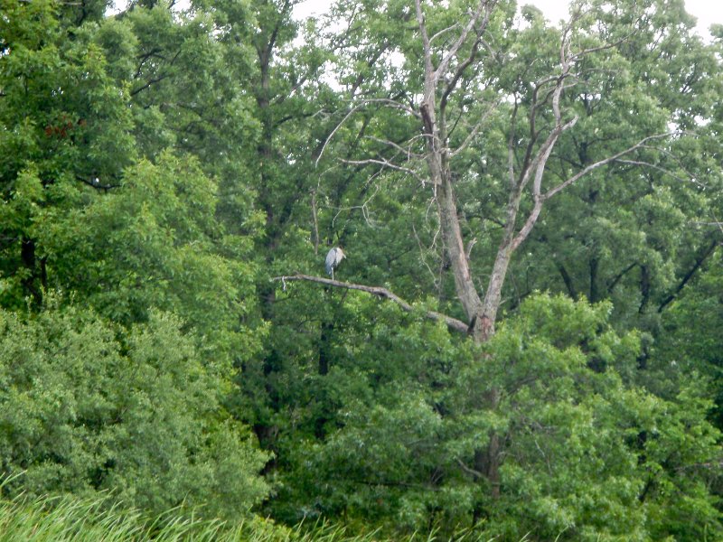 BusseWoodsKayak071809-7180026.jpg - Great Blue Heron up in a tree