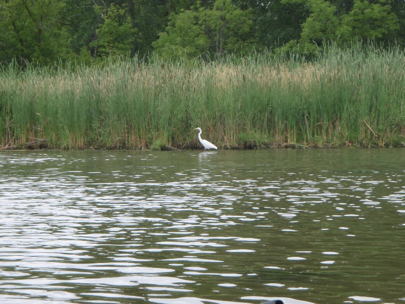 BusseWoodsKayak071809-7180027.jpg - Egret