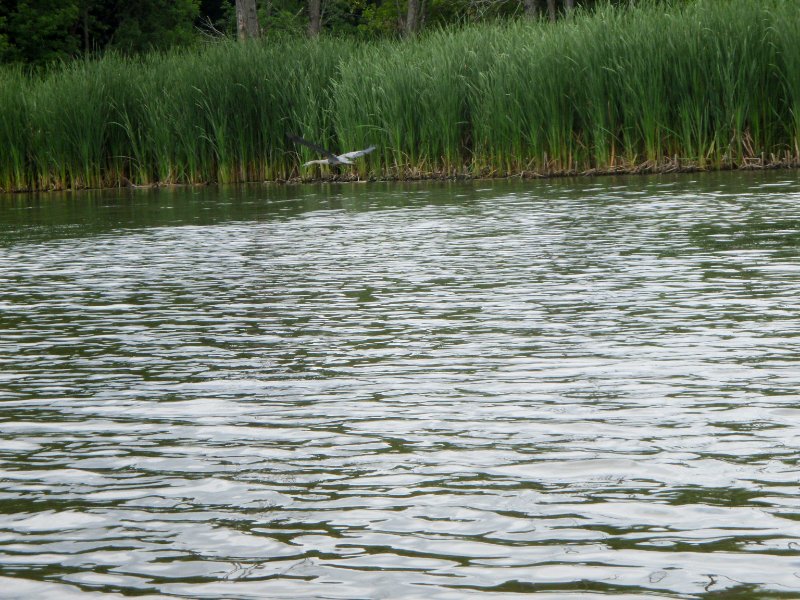 BusseWoodsKayak071809-7180028.jpg - Great Blue Heron flying away