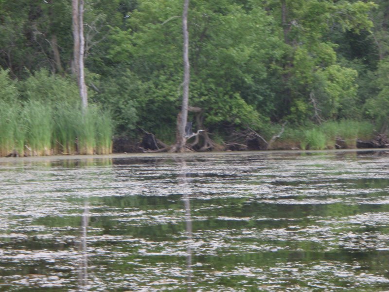 BusseWoodsKayak071809-7180039.jpg - Great Blue Heron flying away