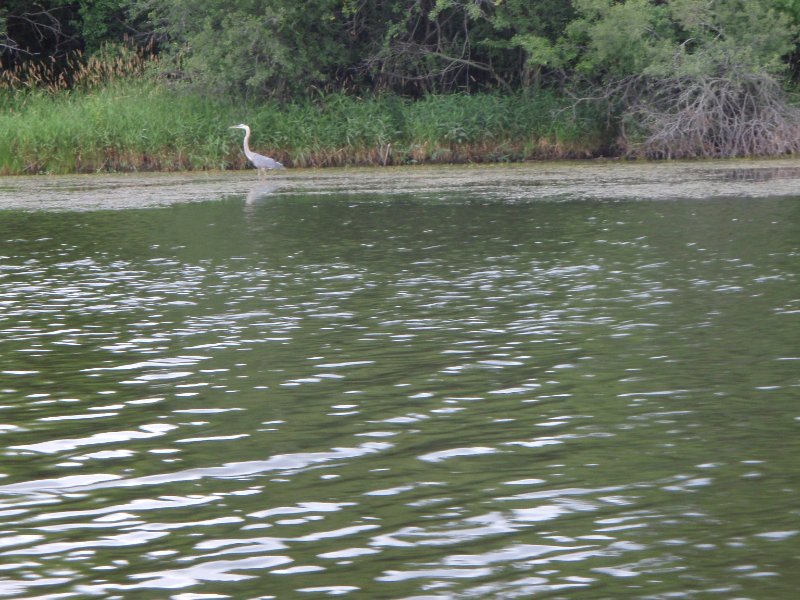 BusseWoodsKayak071809-7180042.jpg - Great Blue Heron