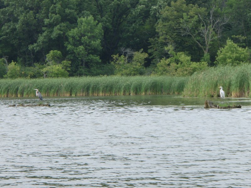 BusseWoodsKayak080809-8080004.jpg - Egret and Great Blue Heron