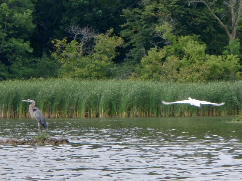 BusseWoodsKayak080809-8080006.jpg - Egret and Great Blue Heron