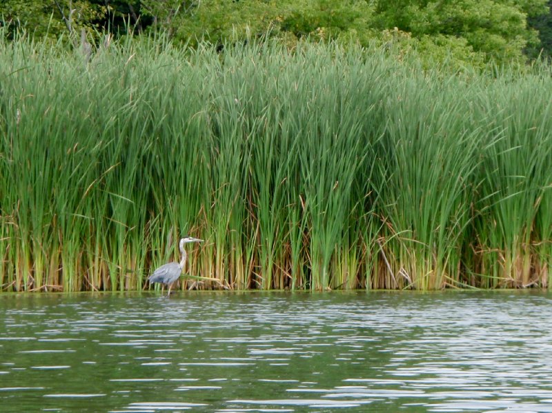 BusseWoodsKayak080809-8080012.jpg - Great Blue Heron