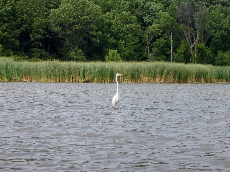 BusseWoodsKayak080809-8080017.jpg - Egret