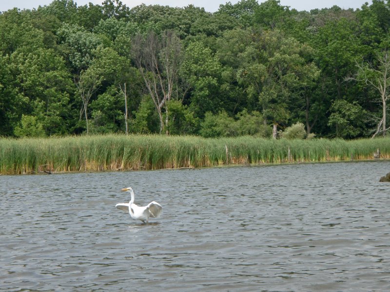BusseWoodsKayak080809-8080018.jpg - Egret