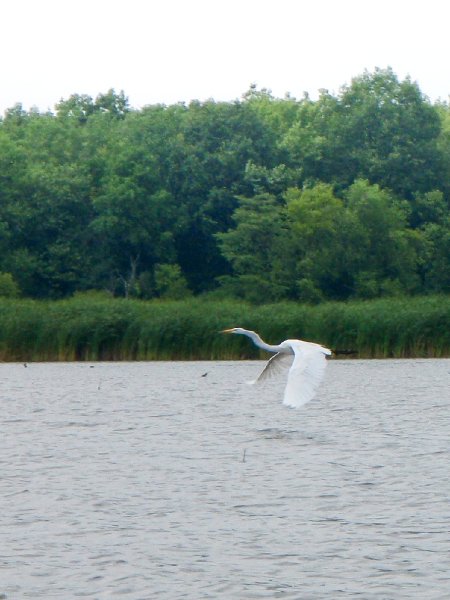 BusseWoodsKayak080809-8080021.jpg - Egret