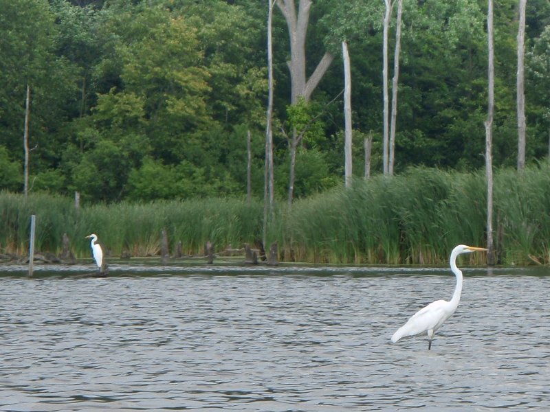 BusseWoodsKayak080809-8080029.jpg - Egret