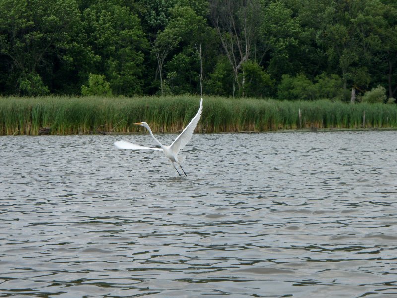BusseWoodsKayak080809-8080032.jpg - Egret