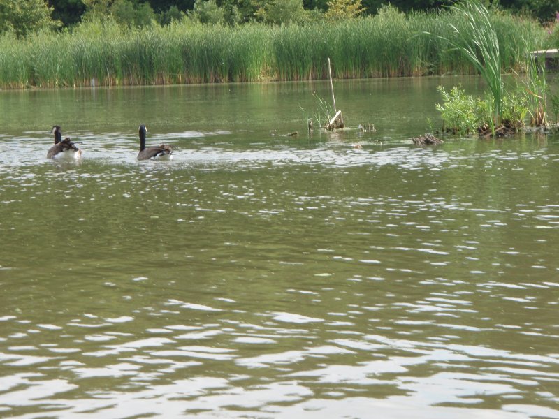 BusseWoodsKayak080809-8080034.jpg - Geese