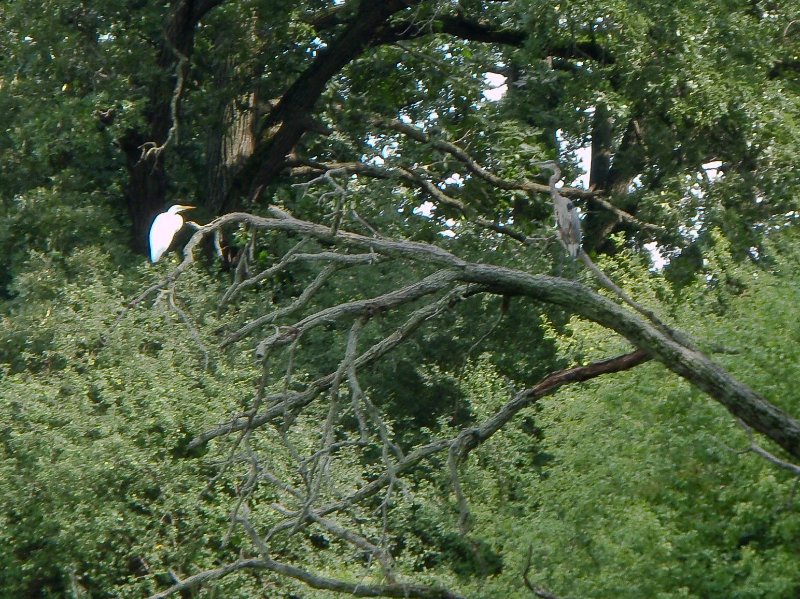 BusseWoodsKayak080809-8080040.jpg - Egret and Great Blue Heron