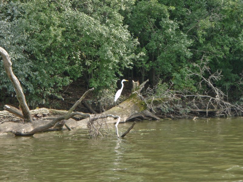 BusseWoodsKayak080809-8080051.jpg - Egret