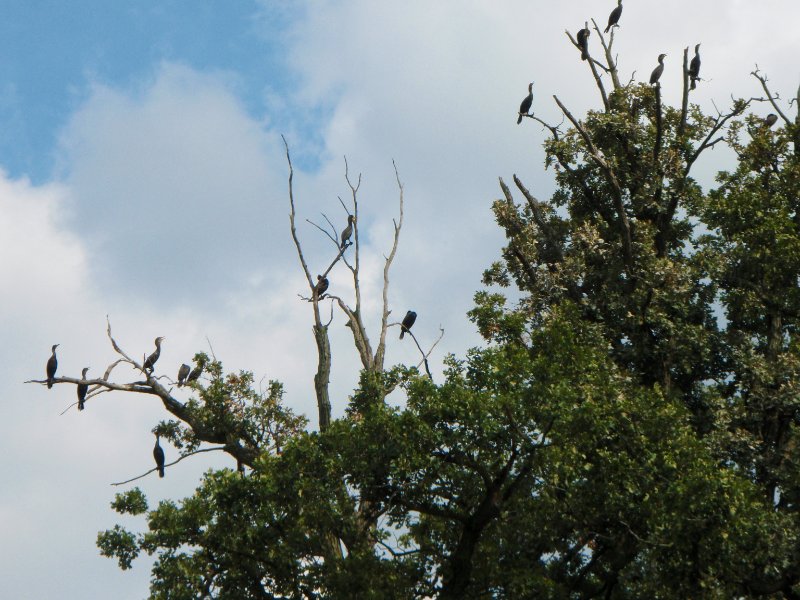 BusseWoodsKayak080809-8080052.jpg - The Busse Lake Cormorant Tree