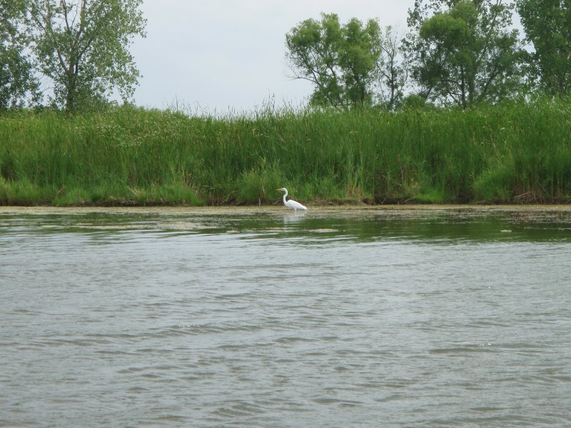 BusseWoodsKayak080809-8080065.jpg - Egret
