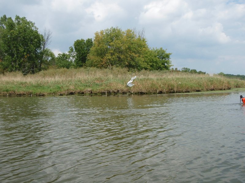 Busse091209-9120001.jpg - Egret