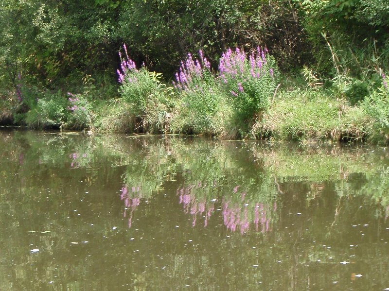 Busse091209-9120004.jpg - Flowers