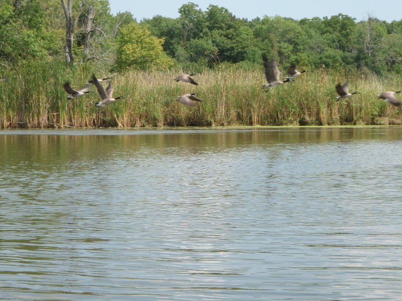 Busse091209-9120006.jpg - Geese