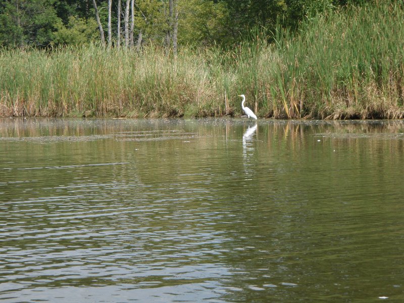 Busse091209-9120008.jpg - Egret