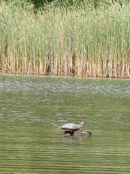 Busse091209-9120010.jpg - Kayaking Busse Woods Forest Preserve